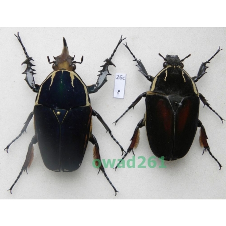 Mecynorhina ugandensis (Moser, 1907) pair ex. ovo Cameroon26c
